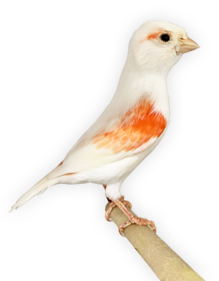 Wit met oranje vogel op stok