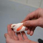 Wit met rood vogeltje vast gehouden tussen 2 handen